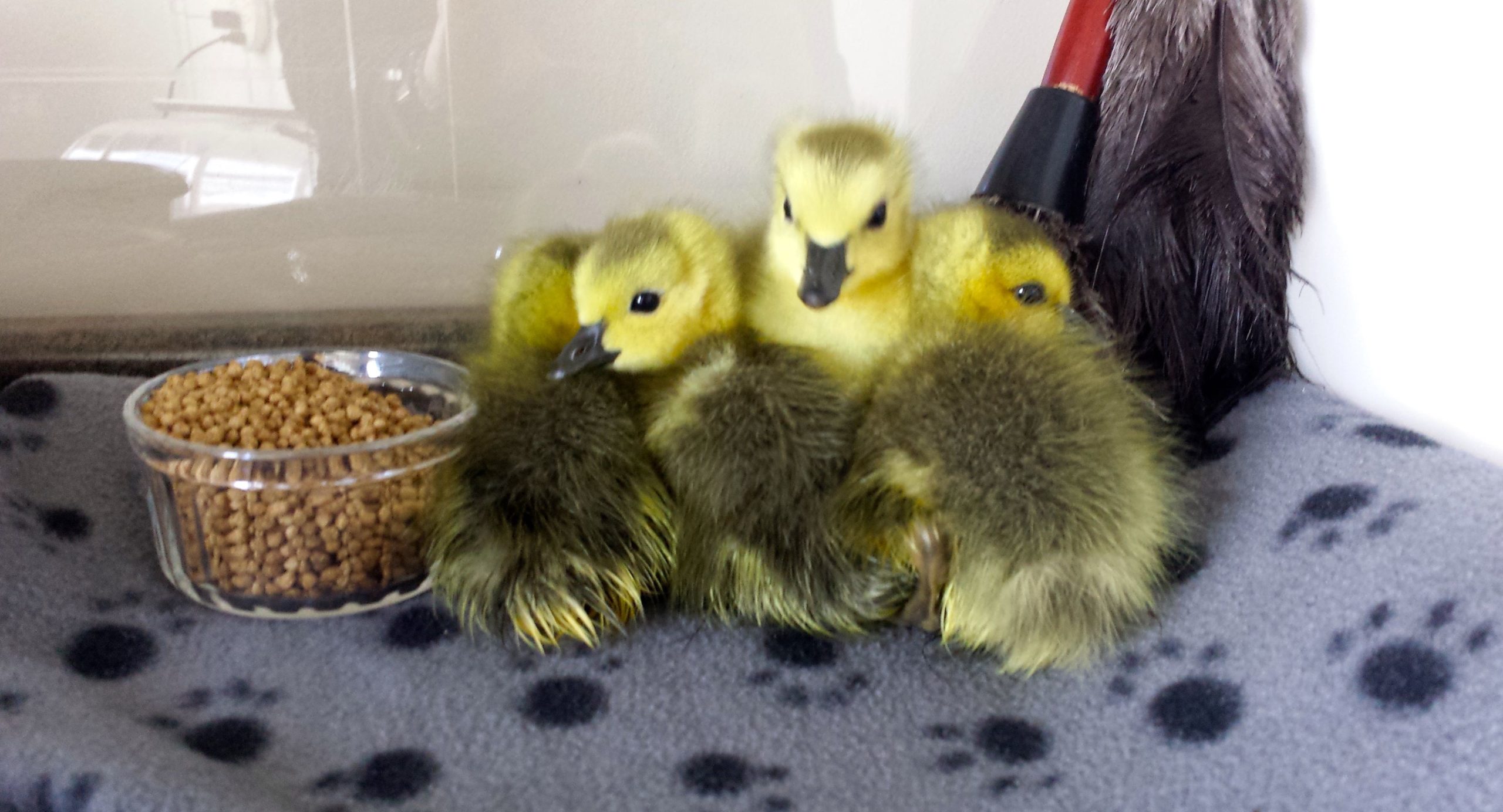 duck newborn pictures｜TikTok Search