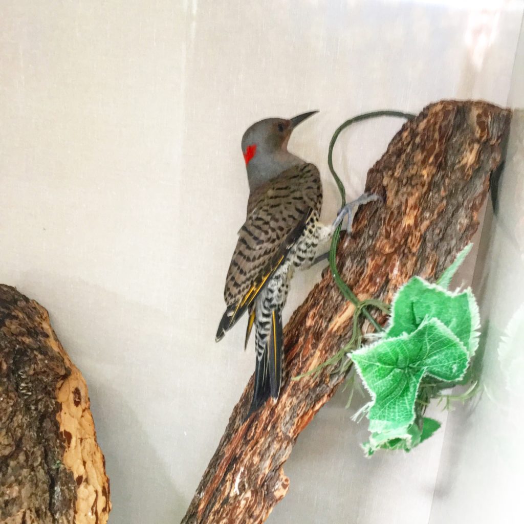 Meet the Northern Flicker! - Alberta Institute For Wildlife Conservation