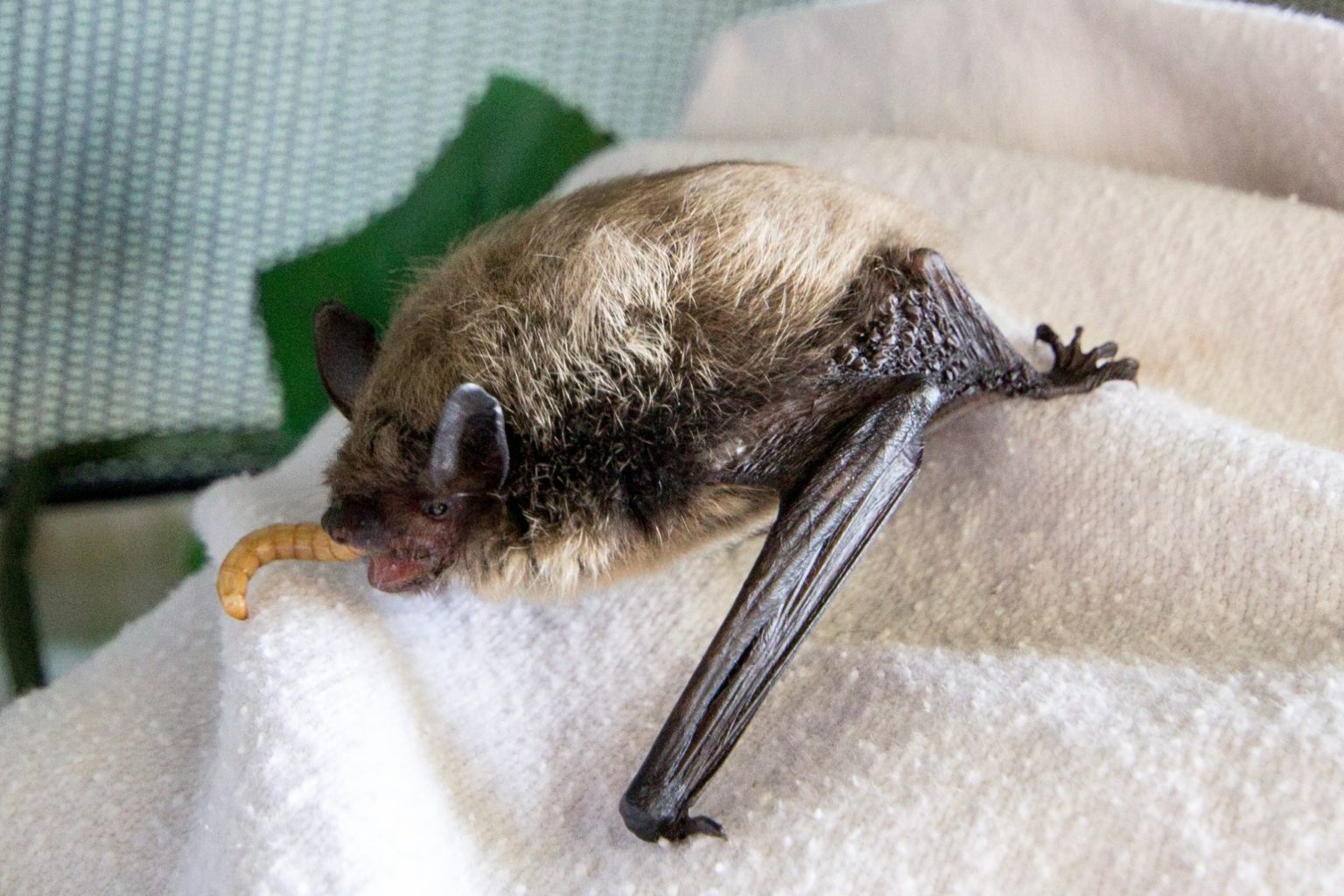 Going Batty – The Little Brown Bat - Alberta Institute For Wildlife ...