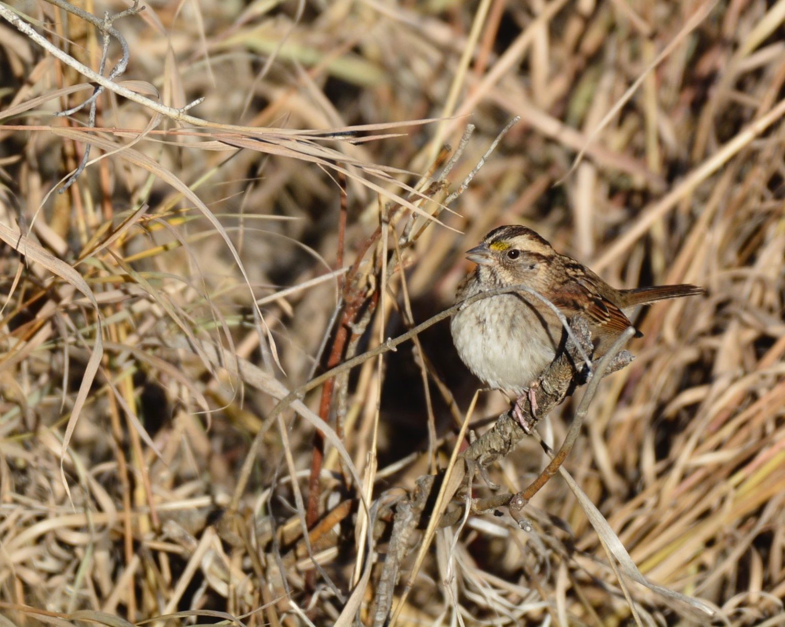 Alberta's Winter Wildlife - Alberta Institute For Wildlife Conservation