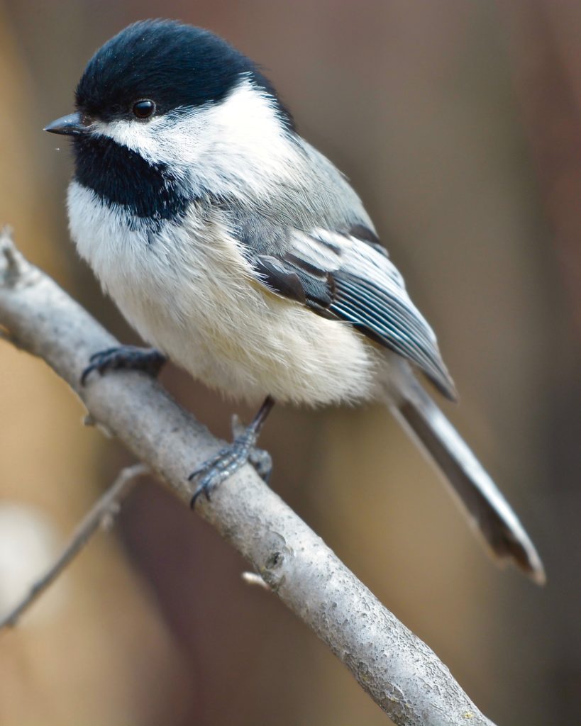 Alberta's Winter Wildlife - Alberta Institute For Wildlife Conservation