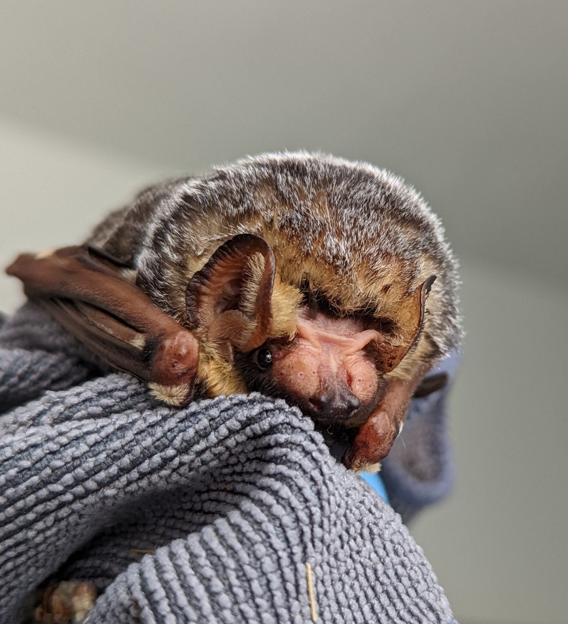 The Effect Of Wind Turbines On Migratory Bats In Alberta Alberta Institute For Wildlife 2932