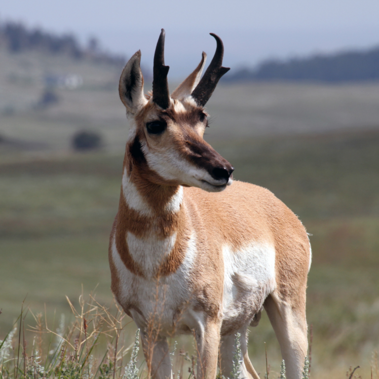 Antelope in Alberta? Pronghorn Species Profile - Alberta Institute For ...