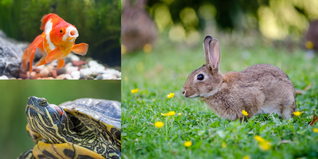 Releasing fashion domestic rabbits into wild