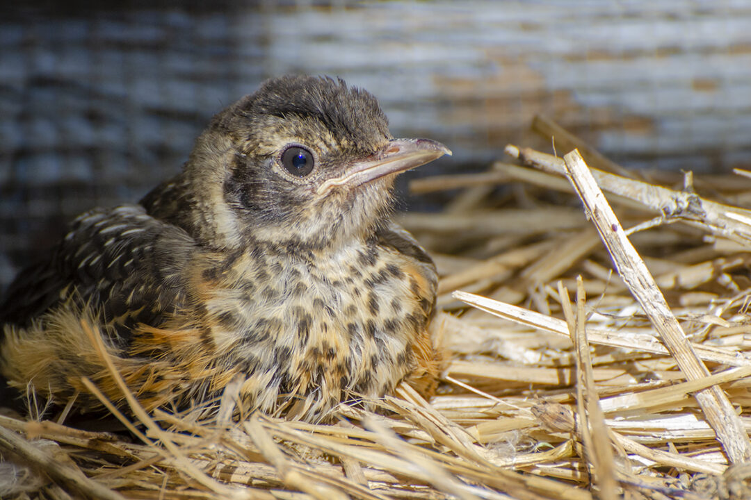 American Robin.